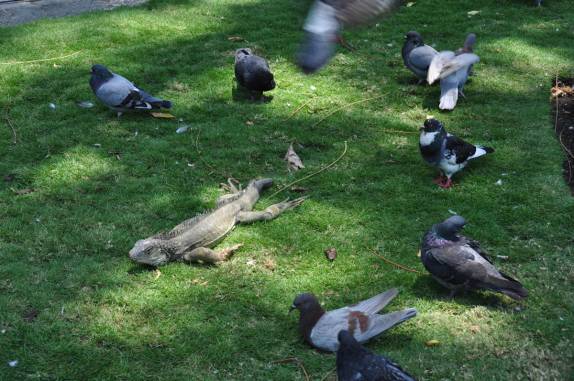 Iguanas e pombas socializam na Plaza Bolívar, em Guayaquil - Equador